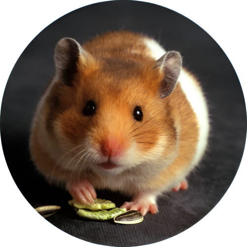 Alolan Raticate hamsters design