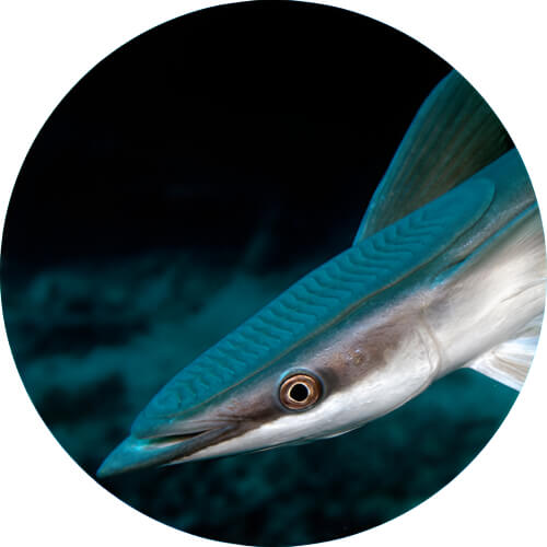 Remoraid Remora design