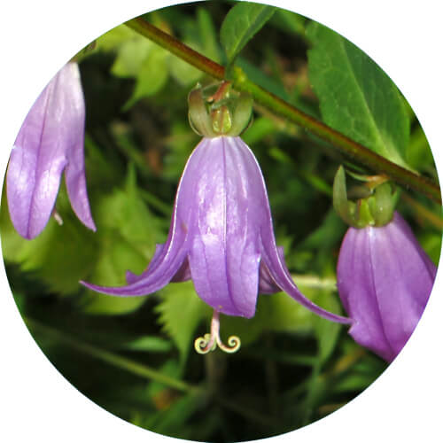 Bellossom Campanulaceae design