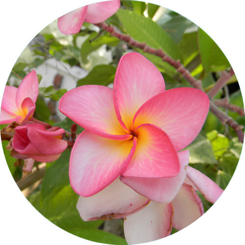 Bellossom Plumeria design