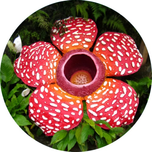 Bellossom Rafflesia design