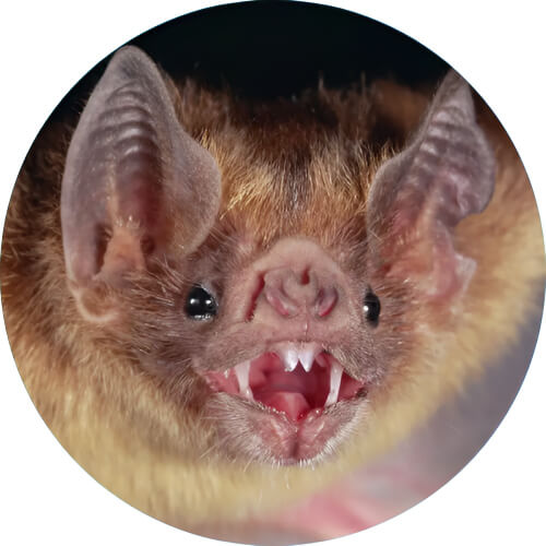 Crobat Vampire bat design