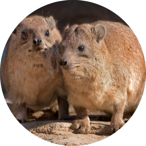 Nidoran♂ Hyrax design