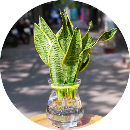 Oddish Dracaena trifasciata design