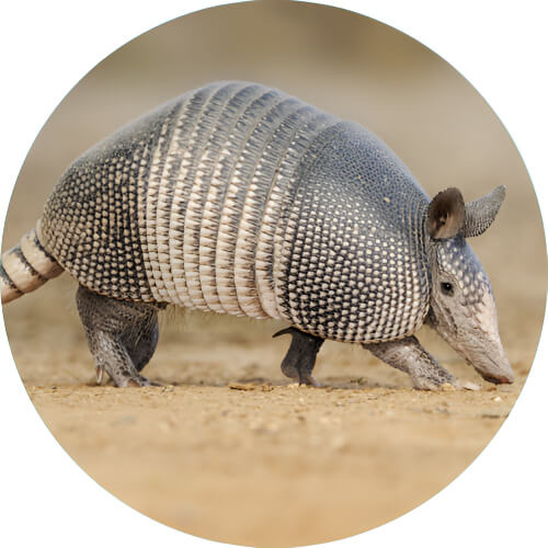 Sandshrew armadillo design