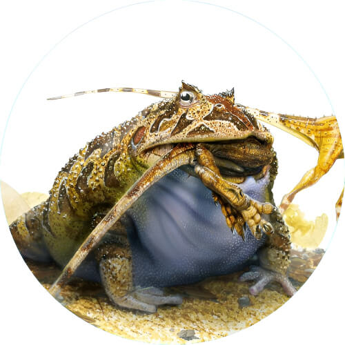 Venusaur Beelzebufo design