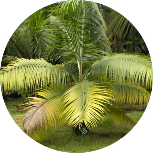 Venusaur coconut leaves design