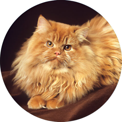 Persian cat design